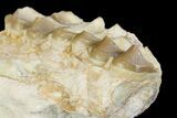 Oreodont (Merycoidodon) Jaw Section - South Dakota #154204-2